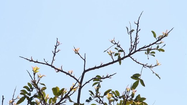 Palestine sunbird stands on tree and fly