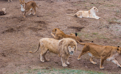 Obraz premium Pride of lions