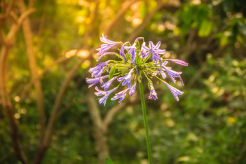 Beautiful purple Agapanthus africanus flower (African lily or lily of the Nile), a flowering plant from the genus Agapanthus native to the area of Cape of Good Hope in South Africa.