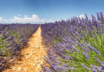 Fototapeta na wymiar Lavender meadows in summer, Provence, France