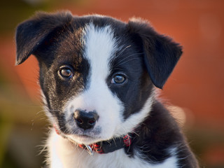 Headshot of border collie pup