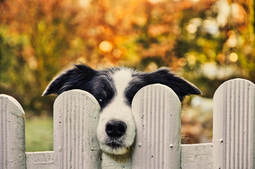 Cute black and white Border Collie Dog waiting alone behind white fence in garden. 