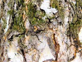 Birch bark overgrown with moss