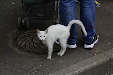 белый кот встал дыбом и трется о ноги. the white cat stands on end and rubs against its feet