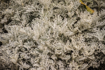 Silvery leaves background of dusty miller (Jacobaea maritima), also known as silver ragwort, perennial plant species in the genus Jacobaea in the family Asteraceae, native to the Mediterranean region.