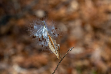 Milkweed seed pods about to be scattered by the wind. Michigan, USA.