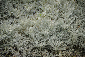 Silvery leaves background of dusty miller (Jacobaea maritima), also known as silver ragwort, perennial plant species in the genus Jacobaea in the family Asteraceae, native to the Mediterranean region.