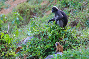 South Langur or Dusky leaf monkey are resident in Thailand (Trachypithecus obscurus)
