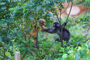 South Langur or Dusky leaf monkey are resident in Thailand (Trachypithecus obscurus)