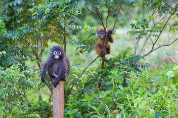 South Langur or Dusky leaf monkey are resident in Thailand (Trachypithecus obscurus)