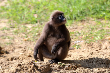 South Langur or Dusky leaf monkey are resident in Thailand (Trachypithecus obscurus)