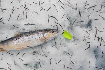 Trout caught on spinning in the winter.