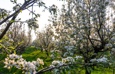 Blooming Apple orchard