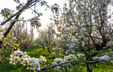 Blooming Apple orchard