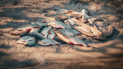 Fish caught on rod tenkara.