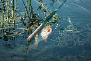 Fish caught on rod tenkara.