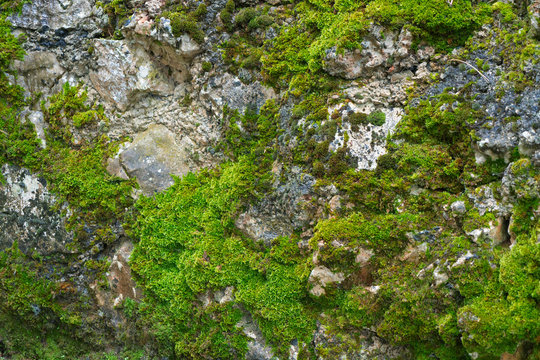 Muschio verde sulla roccia