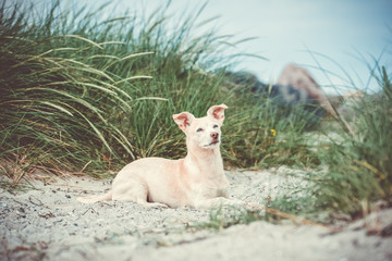 Jack Russell Terrier macht eine Pause