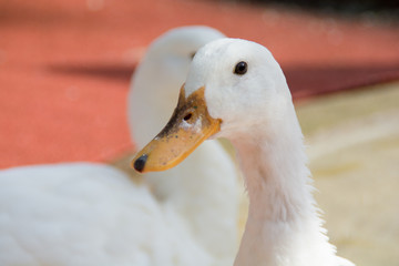 あひる　がちょう