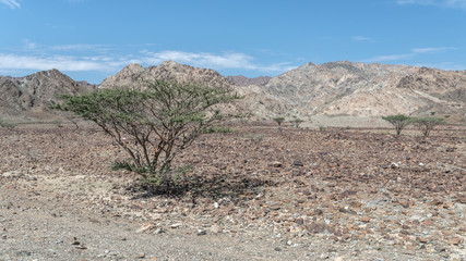 Trees in arid mountains