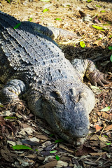 old crocodile are exposed to the sun to warm the body in the morning