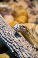 The python lay in the nest near the timber