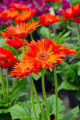 beautiful close up of Transvaal Daisy or Gerbera flower in the garden