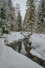 Winter forest in Russia