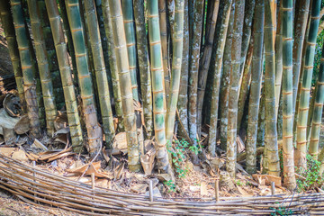 Giant bamboo tree trunks (Dendrocalamus giganteus), also known as dragon bamboo or giant bamboo, is a giant tropical and subtropical, dense-clumping species native to Southeast Asia.