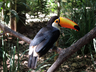 Toucan looks right