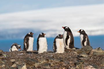  Gentoo Penguin, Antartica