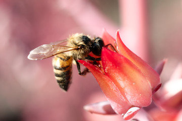 Bee on pink flower at UNAM botanical garden, Mexico