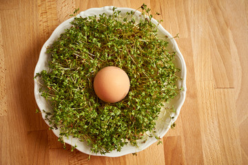 Organic boiled chicken egg on plate with cress sprouts on wooden table