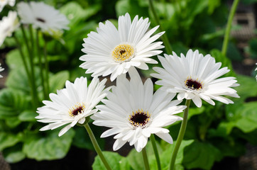 Fototapeta premium beautiful close up of Transvaal Daisy or Gerbera flower in the garden