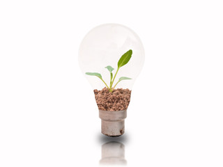 Small seedlings in bulbs on a white background with energy-saving concepts to protect the environment.