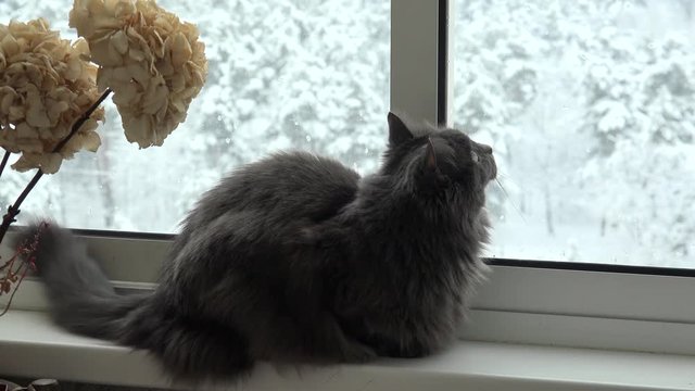 Grey domestic cat (Nebelung breed female) is observing snowflakes outside the window.