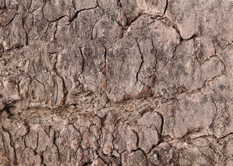 Wood bark of a tree with a natural pattern of gray color
