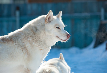 Naklejka na ściany i meble White siberian husky in winter