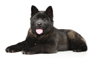 American Akita puppy lying on a white background