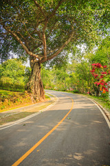 Fototapeta na wymiar Big banyan tree trunk at roadside in the park.