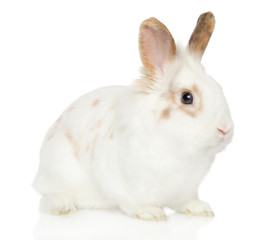 Young Rabbit on white background