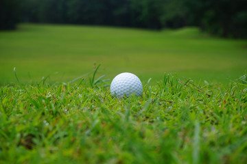 golf ball close up in grass field with sunset. Golf ball close up in golf coures at Thailand