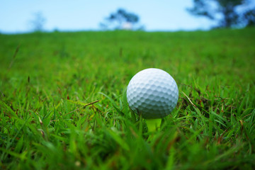 golf ball close up in grass field with sunset. Golf ball close up in golf coures at Thailand