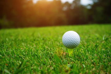golf ball close up in grass field with sunset. Golf ball close up in golf coures at Thailand