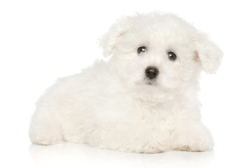 Bichon Frise puppy on white background