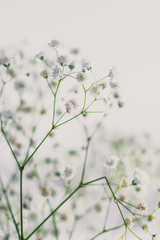 branches of baby breath flowers on white background