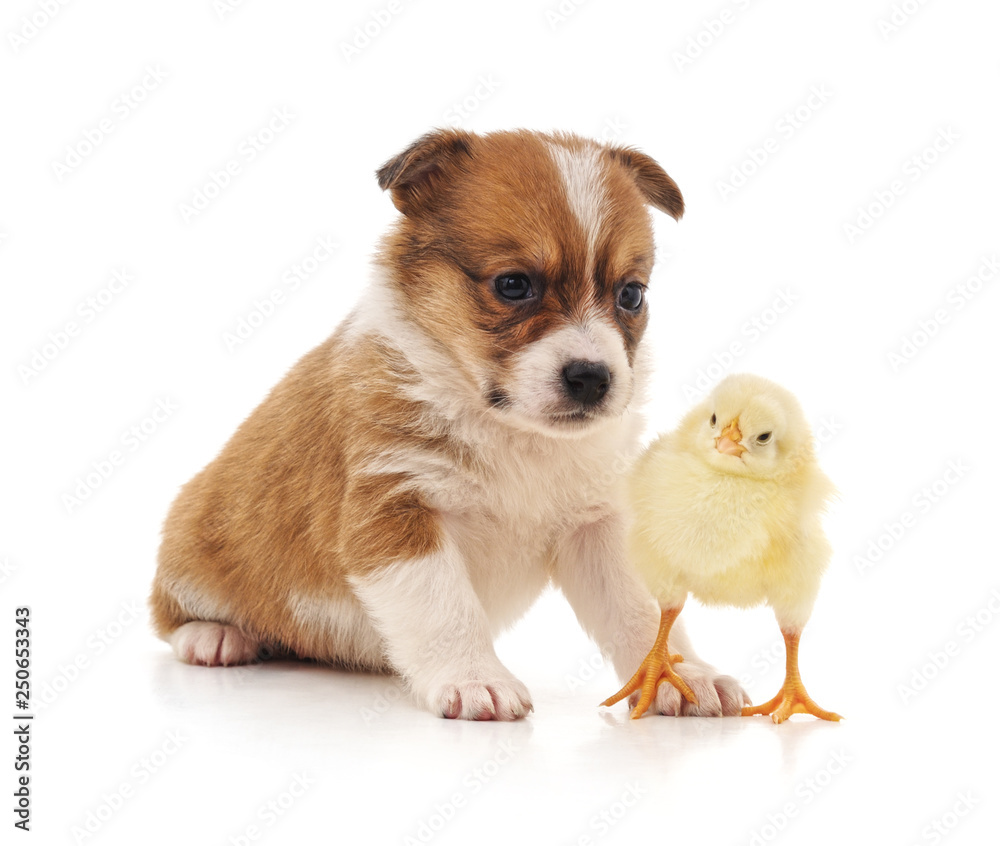 Canvas Prints puppy and chicken.