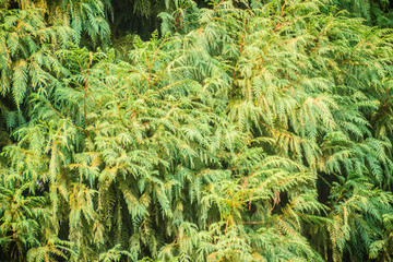 Evergreen Microbiota decussata (Siberian carpet cypress, Russian arbor-vitae) tree background....
