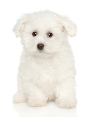 Bichon Frise puppy on white background