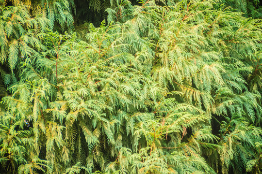 Evergreen Microbiota decussata (Siberian carpet cypress, Russian arbor-vitae) tree background. Microbiota is a monotypic genus of evergreen coniferous shrub in the cypress family Cupressaceae.